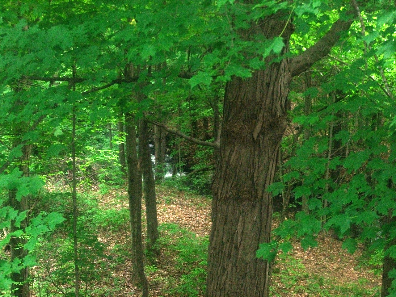 Click for larger photo
