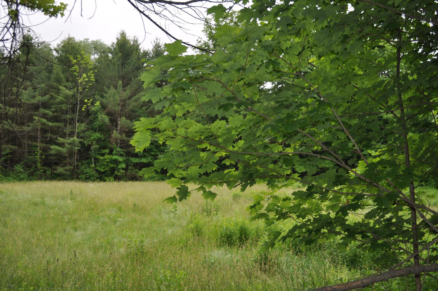 Click for larger photo