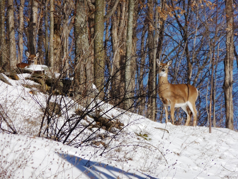Click for larger photo